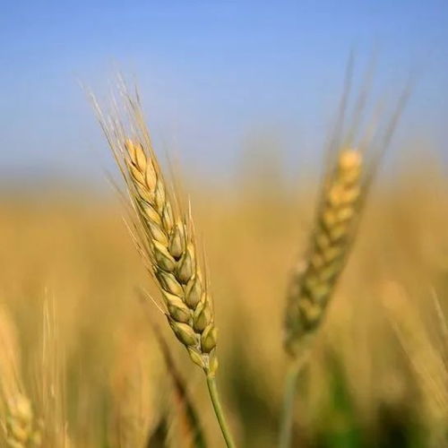 三季度我国初级农产品市场运行整体平稳，农业农村部市场与信息化司负责人详解市场态势