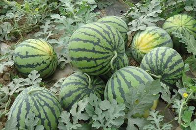 种植致富新路径 20个初级农产品项目与农业创业机遇探索