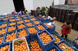 降税惠农 增值税率下调，初级农产品迎来发展新机遇