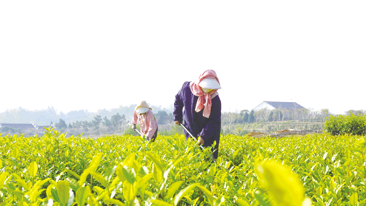 李耀 十七年坚守 只为做好一杯茶 初级农产品