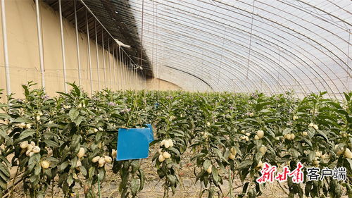 从初级农产品到产业脊梁 甘肃如何以特色夯实乡村振兴根基