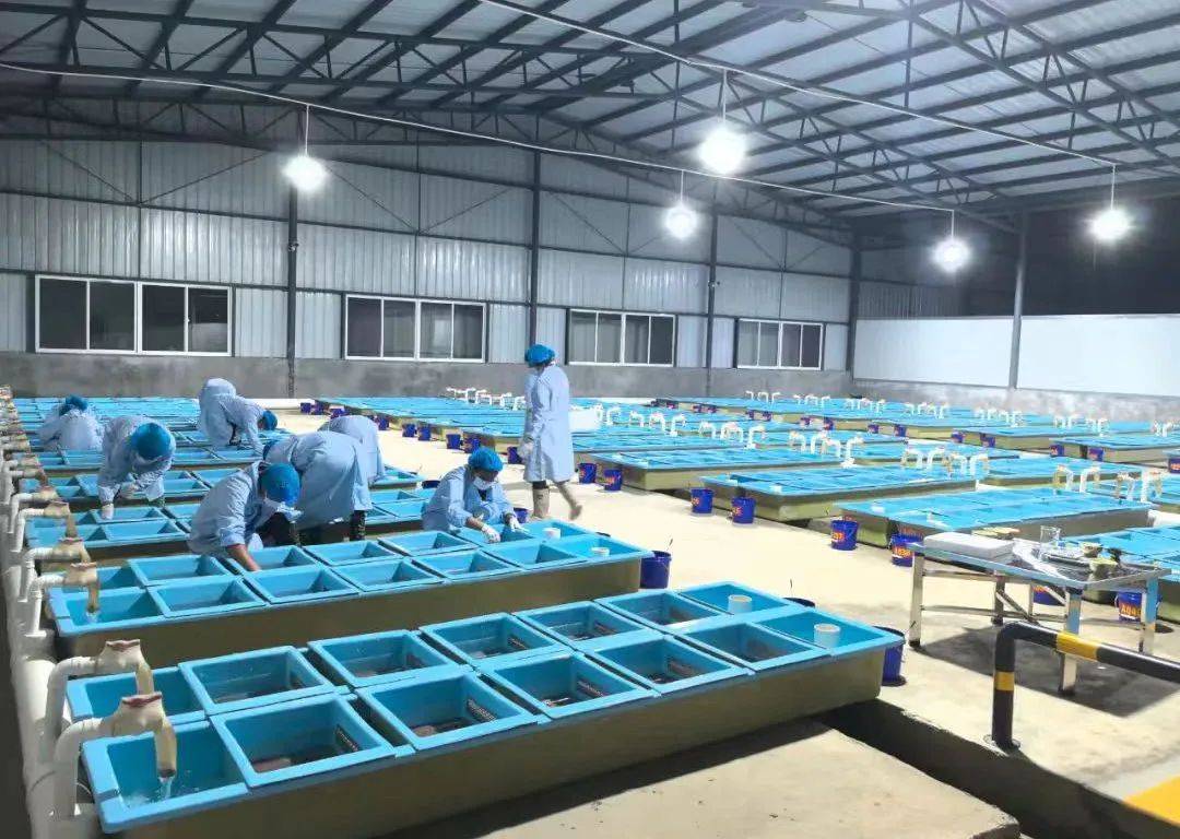 深海珍品“银鳞带鱼” 优质品种解析与市场商机全景洞察
