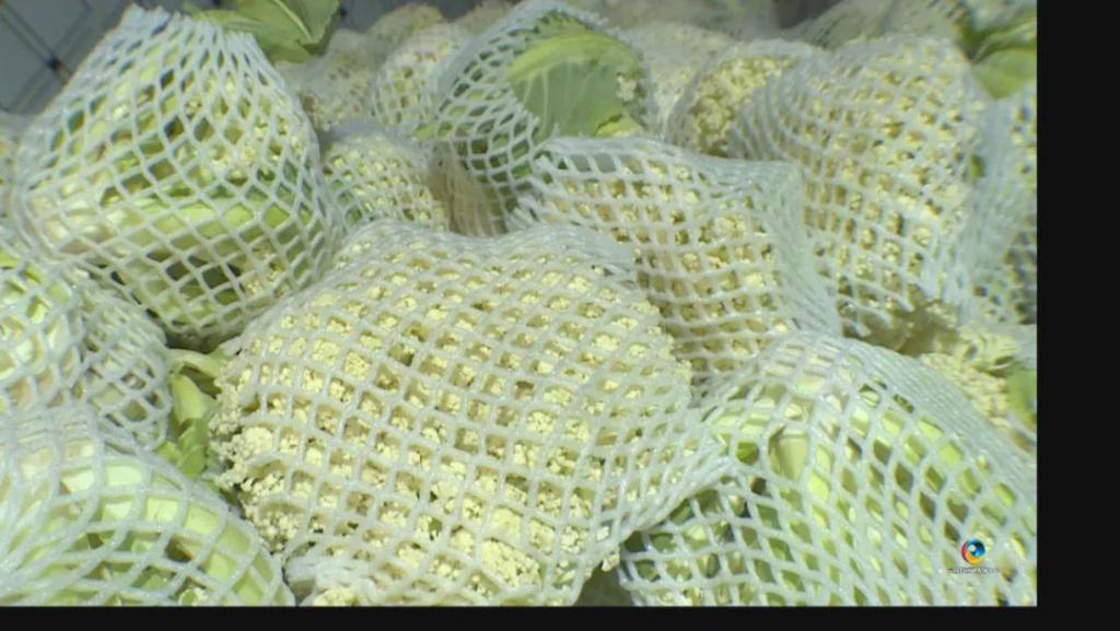 借东风，六枝两万斤松花菜畅销四方